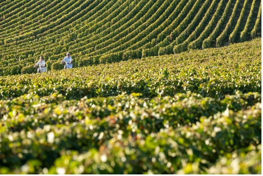 In het hart van de Champagnewijngaarden