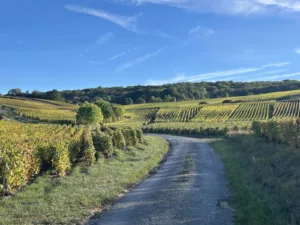 Panoramic view of the vineyard-covered hillsides in the Marne Valley, Champagne